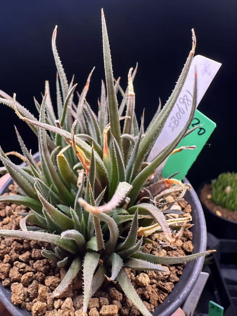 30 多肉植物 ハオルチア　IB06981 自家繁殖　抜き苗発送