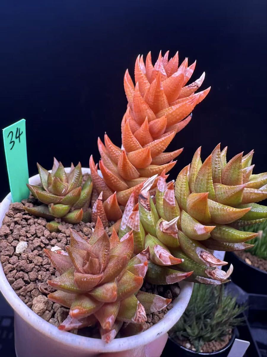 34 多肉植物 ハオルチア　原種ハオルチア　自家繁殖　抜き苗発送