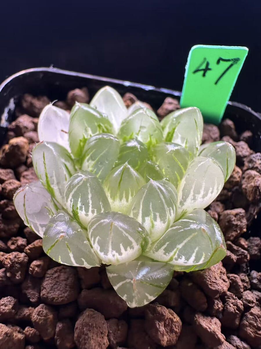 47 多肉植物 ハオルチア　龍鱗オブツーサ錦　自家繁殖　抜き苗発送