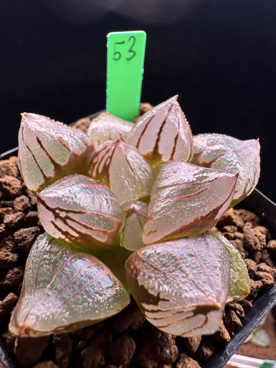 53 多肉植物 ハオルチア　Black zakiyama 自家繁殖　抜き苗発送