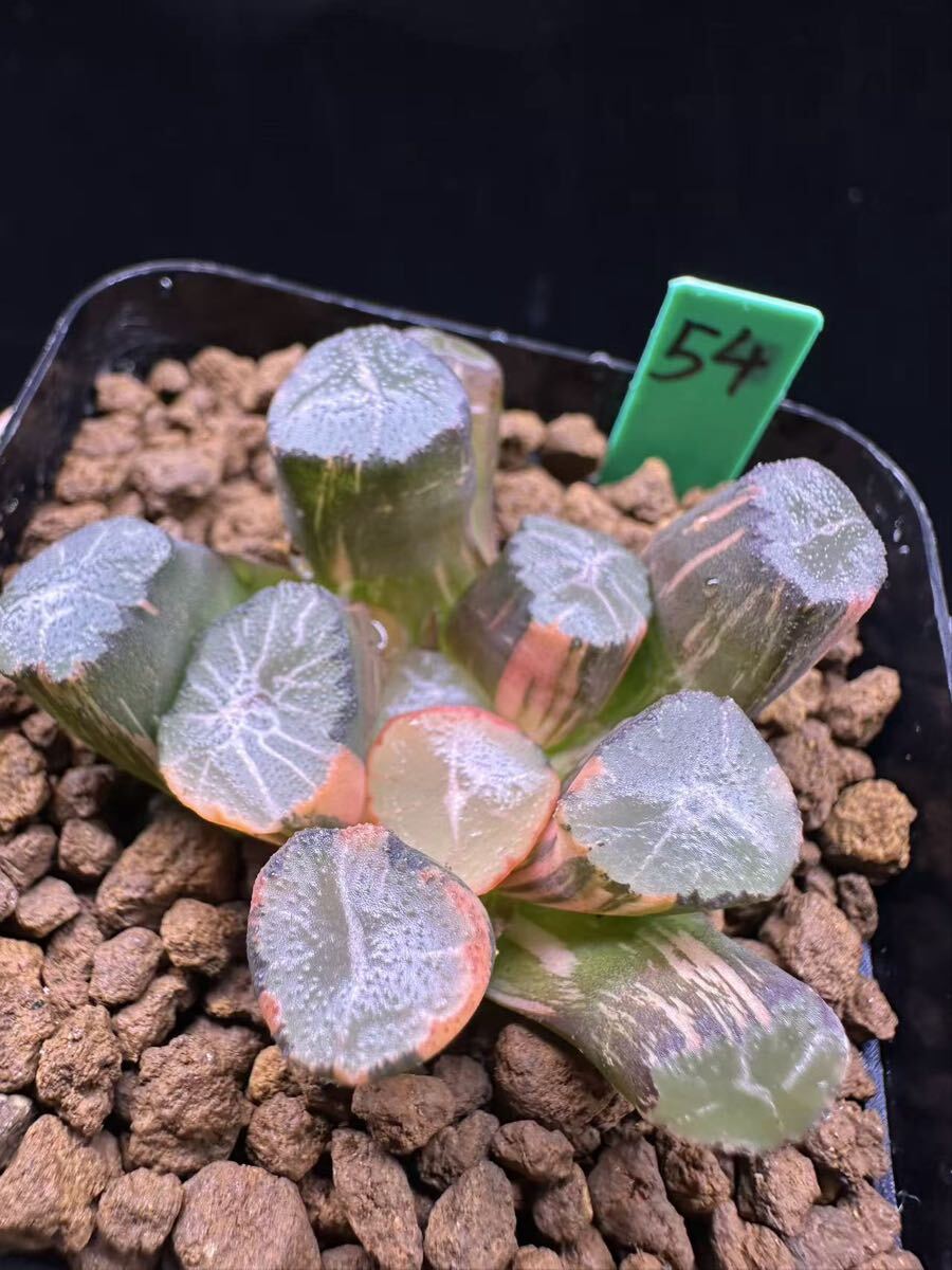 54 多肉植物 ハオルチア　クモの巣錦　自家繁殖　抜き苗発送