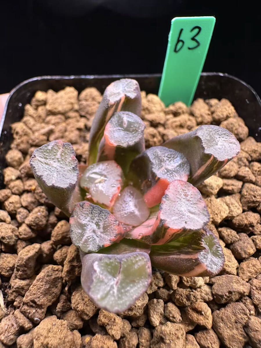 63 多肉植物 ハオルチア　クモの巣錦　自家繁殖　抜き苗発送