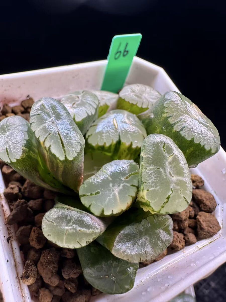 66 多肉植物 ハオルチア　紫万象錦　自家繁殖　抜き苗発送