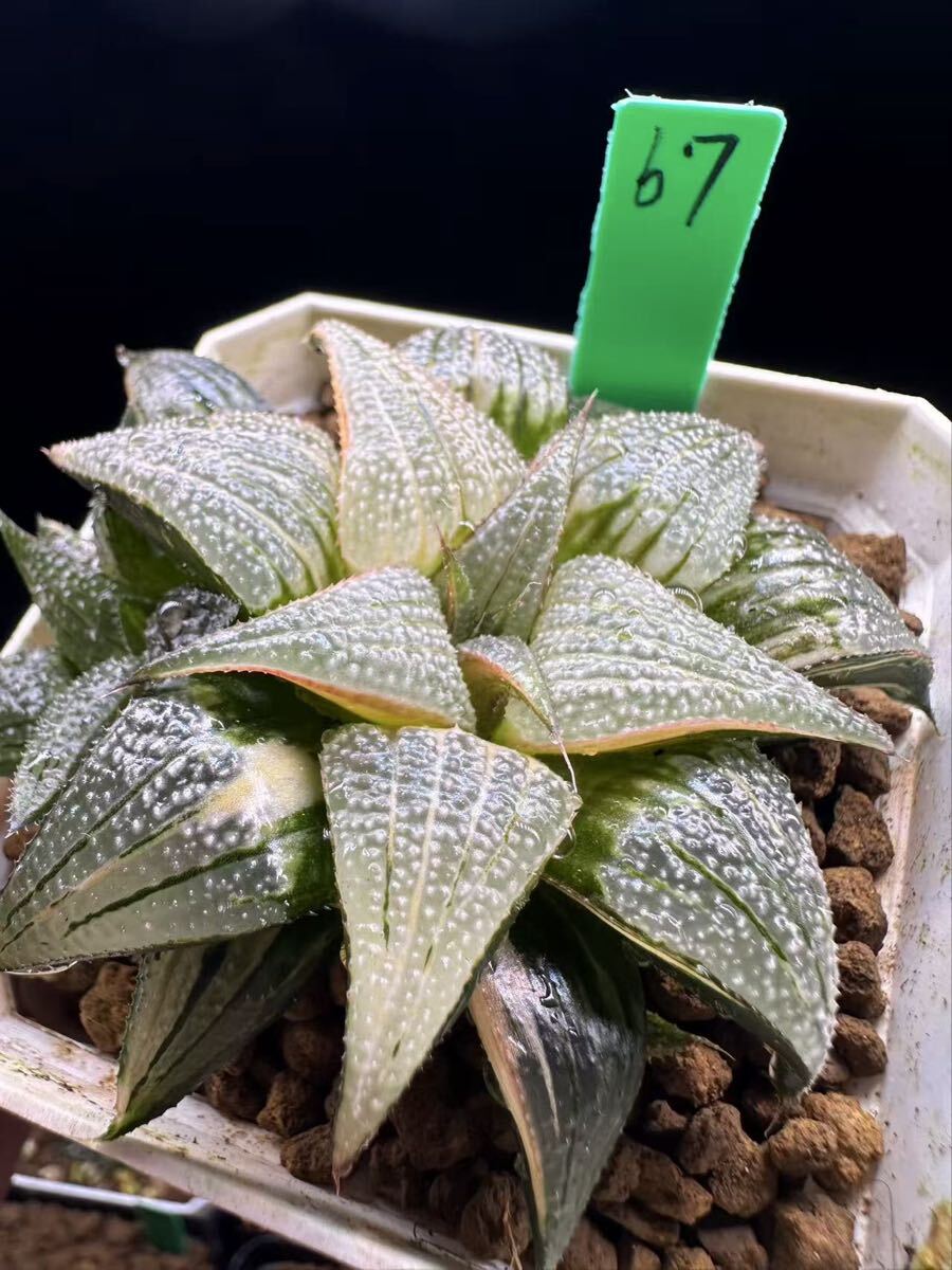 67 多肉植物 ハオルチア　バデイア呂の星錦　自家繁殖　抜き苗発送
