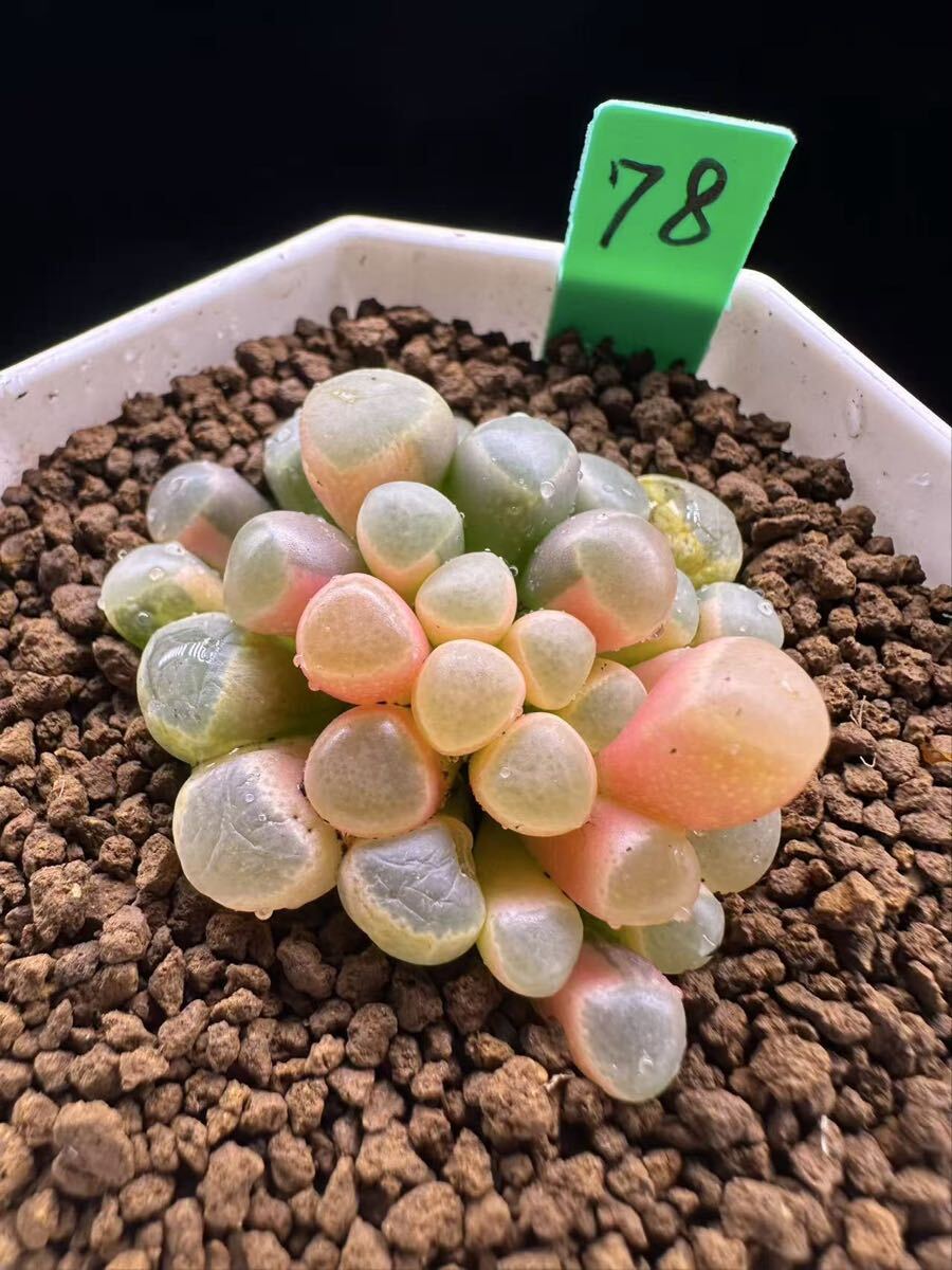 78 多肉植物 ハオルチア　五十鈴玉錦　自家繁殖　抜き苗発送