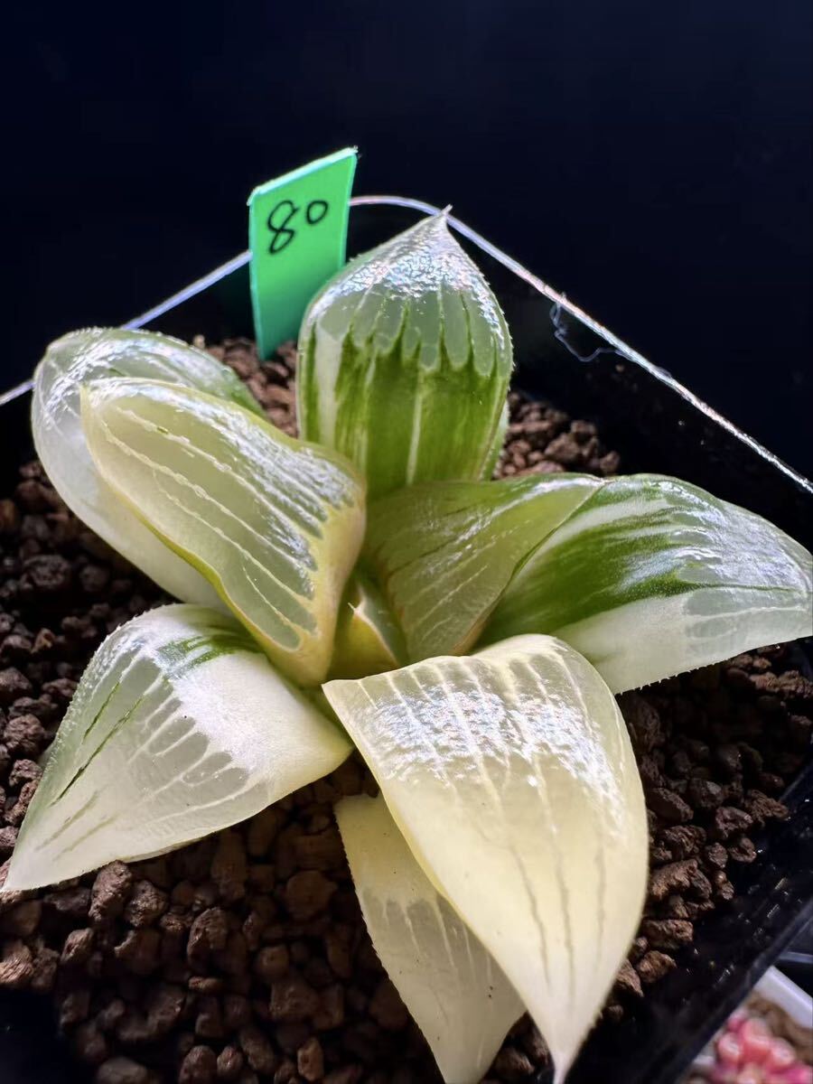 80 多肉植物 ハオルチア　バデイア実生錦　自家繁殖　抜き苗発送