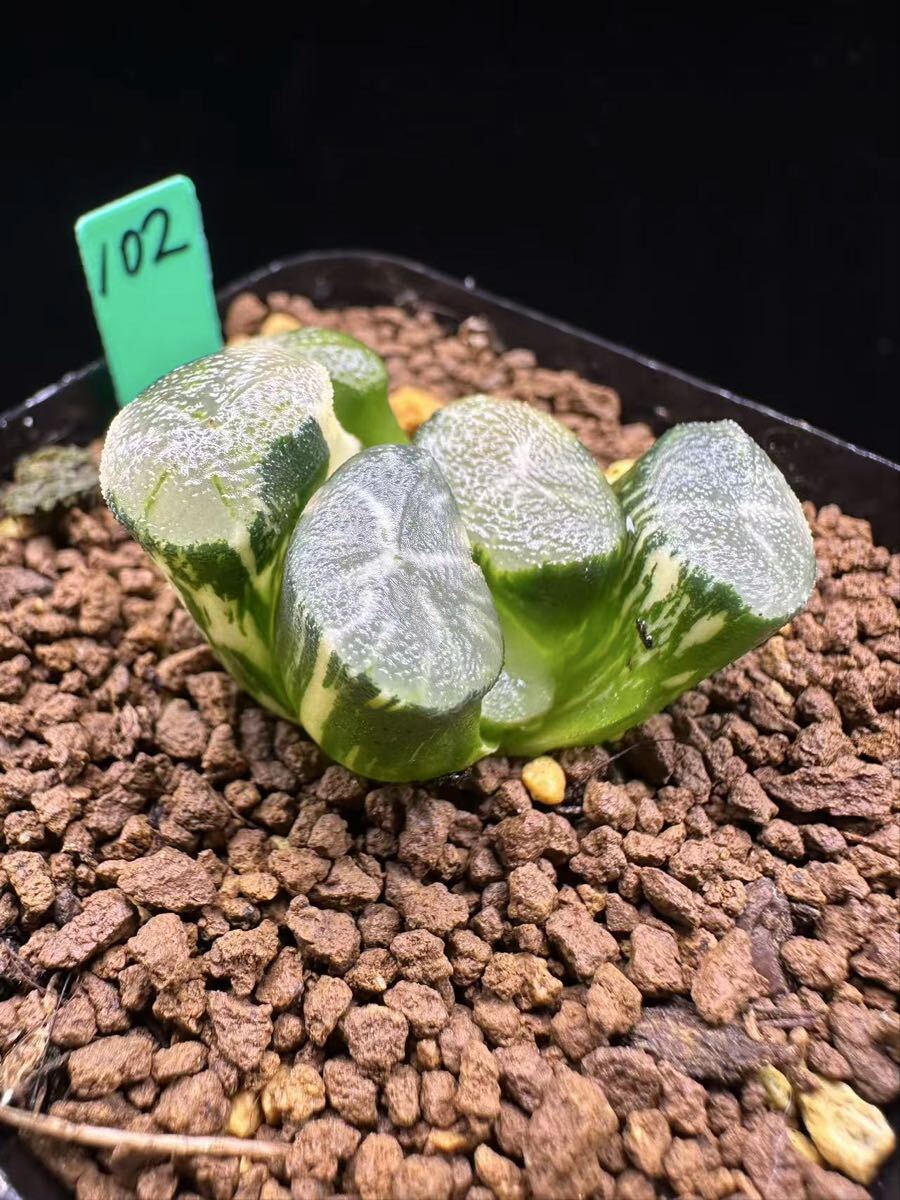 102 多肉植物 ハオルチア　翡翠龍錦　自家繁殖　抜き苗発送