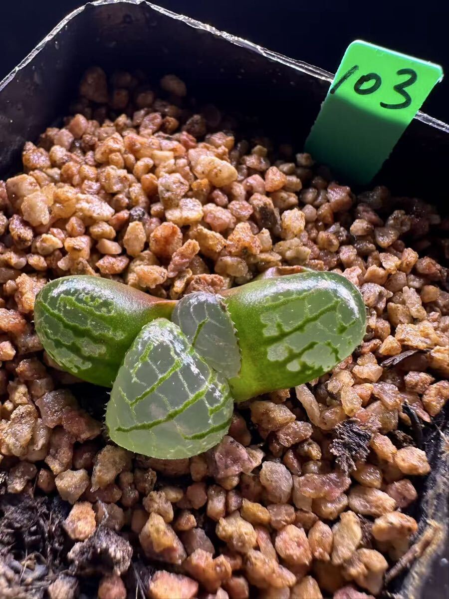 103 多肉植物 ハオルチア　魔界実生苗　自家繁殖　抜き苗発送