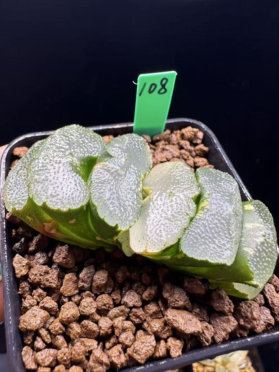 108 多肉植物 ハオルチア　実生玉扇錦　自家繁殖　抜き苗発送