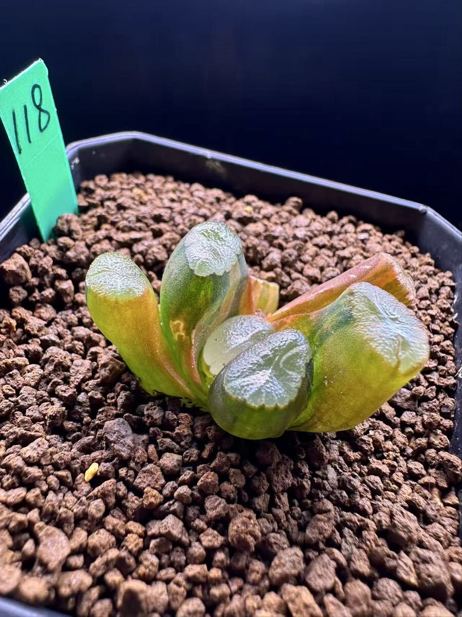 118 多肉植物 ハオルチア　大紫万象錦　自家繁殖　抜き苗発送