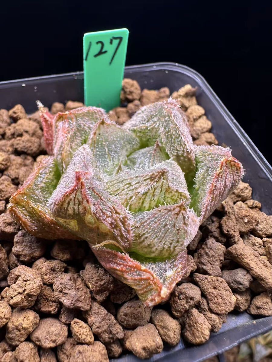 127 多肉植物 ハオルチア　大型絵巻錦　自家繁殖　抜き苗発送
