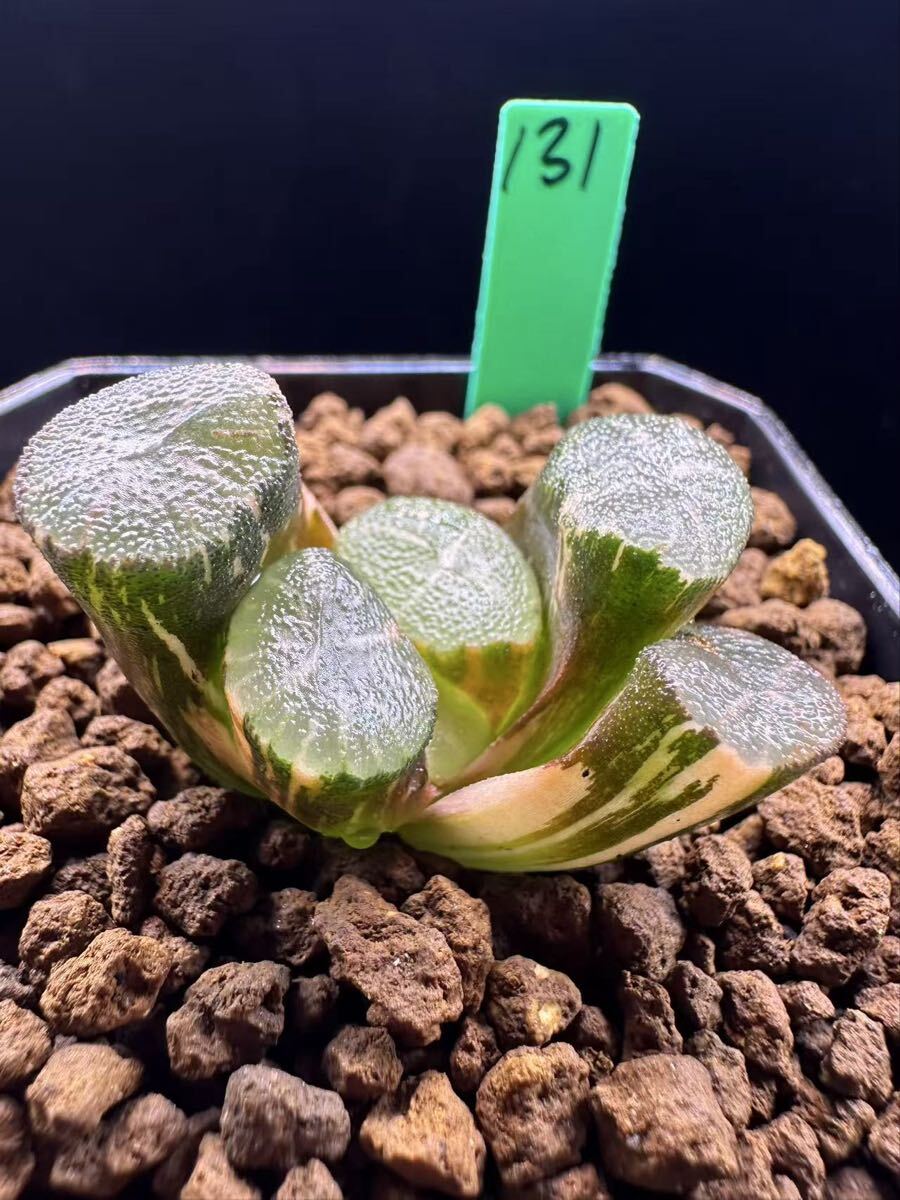 131 多肉植物 ハオルチア　万象錦　自家繁殖　抜き苗発送