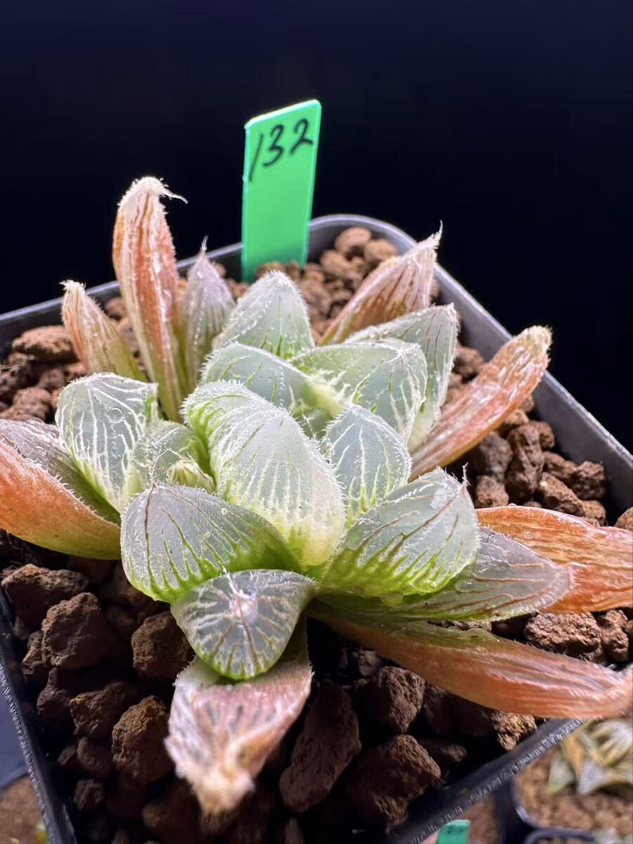 132 多肉植物 ハオルチア　マンロー交配錦　自家繁殖　抜き苗発送