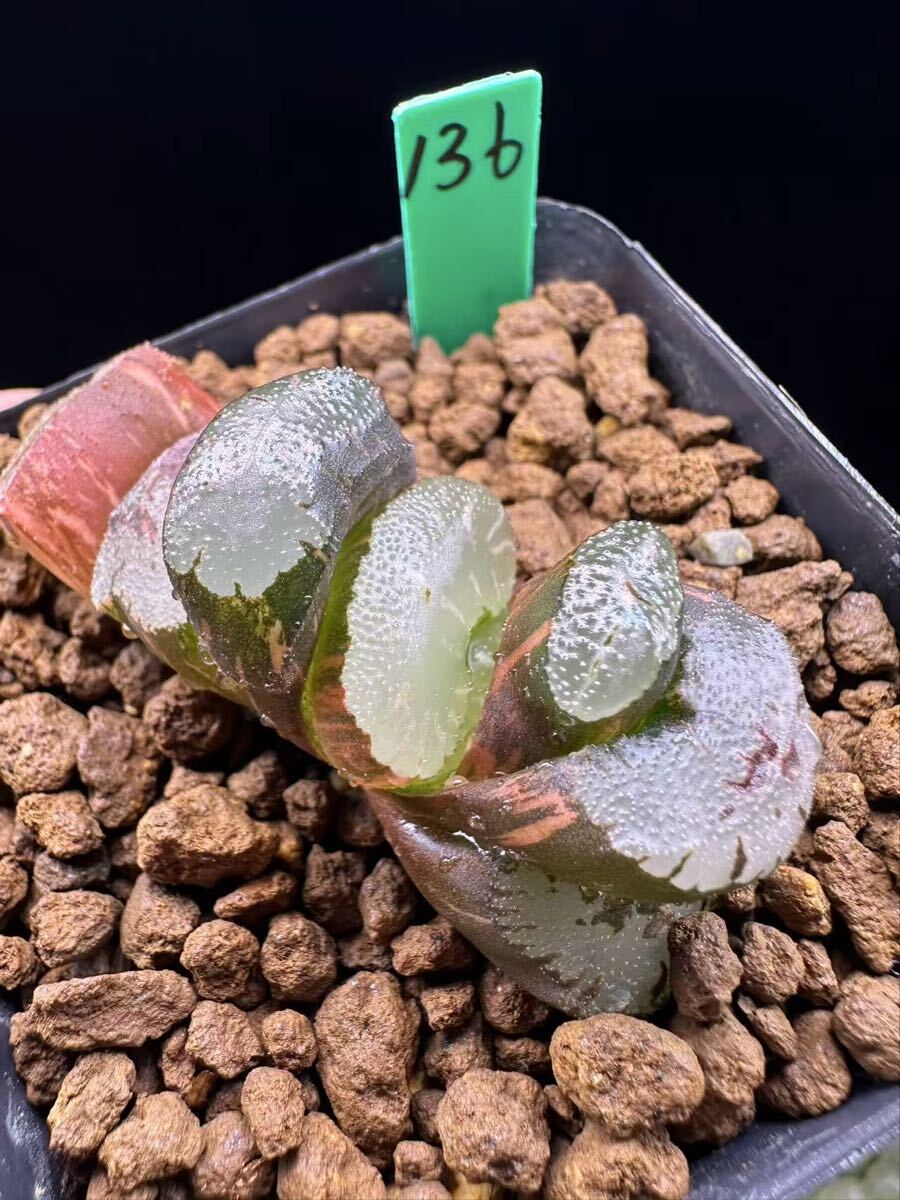 136 多肉植物 ハオルチア　実生玉扇錦　自家繁殖　抜き苗発送