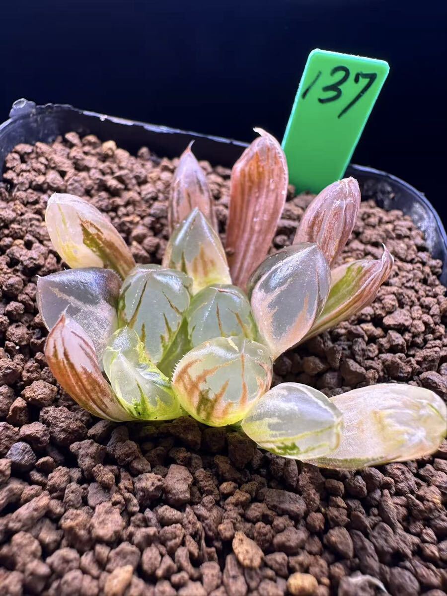 137 多肉植物 ハオルチア　水晶オブツーサ錦　自家繁殖　抜き苗発送