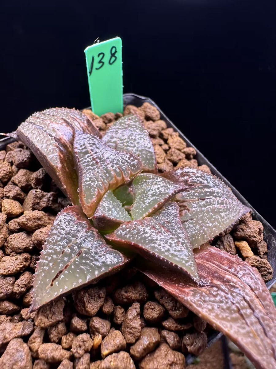 138 多肉植物 ハオルチア　バデイア実生錦　自家繁殖　抜き苗発送