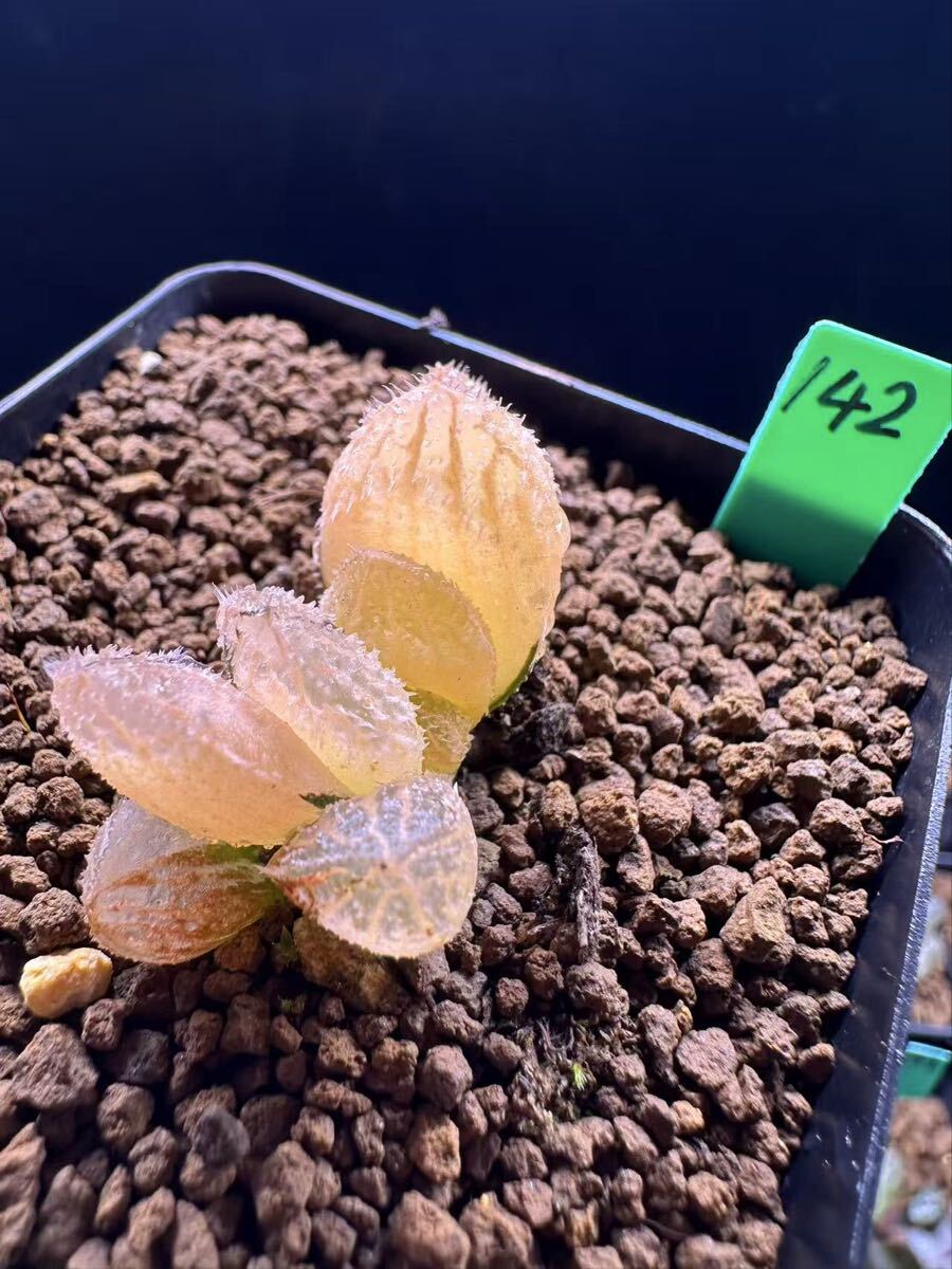 142 多肉植物 ハオルチア　狼蛛オブツーサ錦　自家繁殖　抜き苗発送　根が少ない　