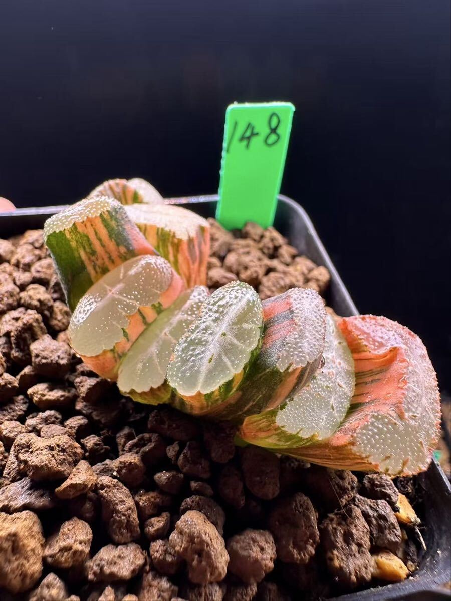 148 多肉植物 ハオルチア　大雪山交配錦　自家繁殖　抜き苗発送