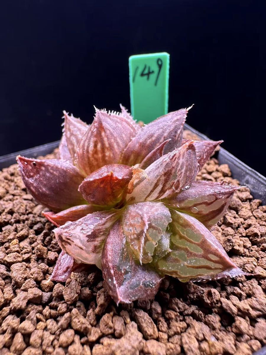 149 多肉植物 ハオルチア　雫絵巻錦　自家繁殖　抜き苗発送