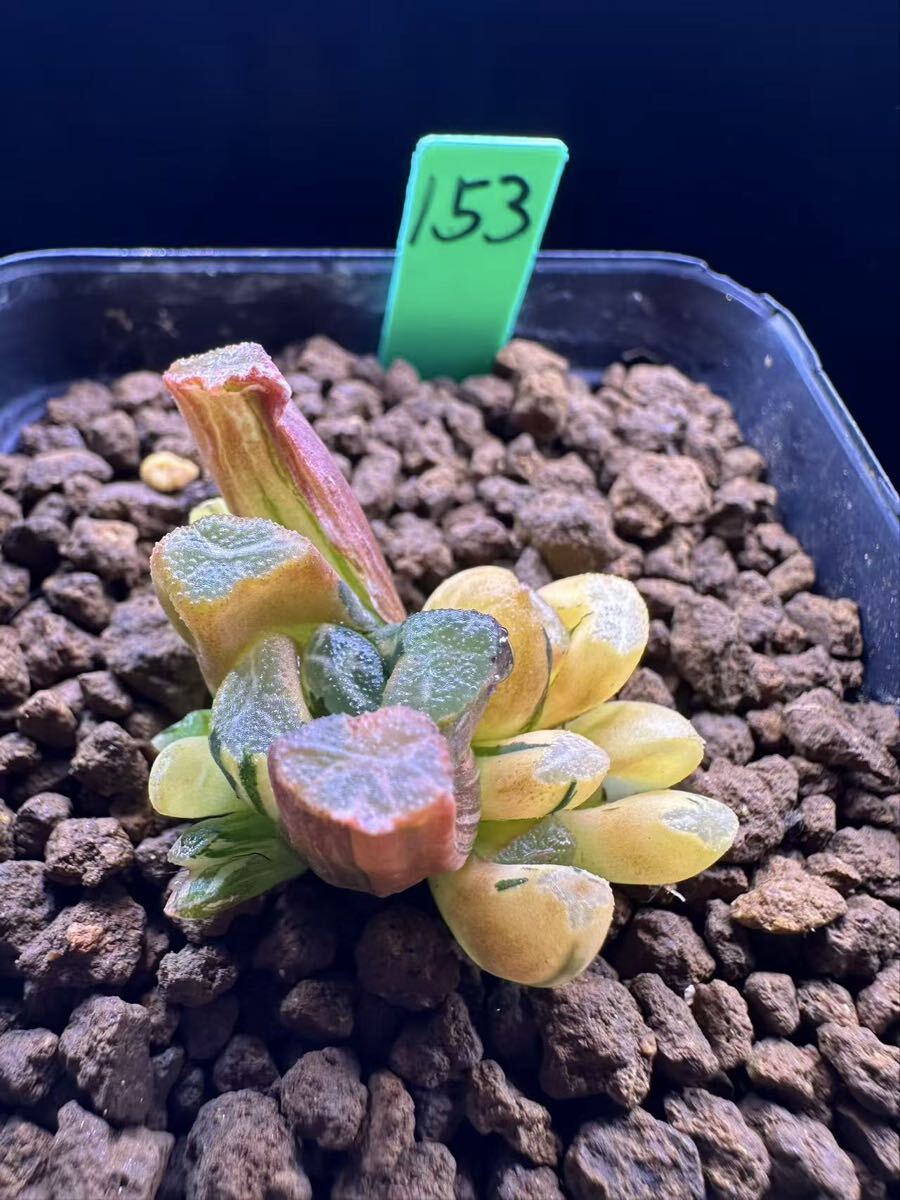 153 多肉植物 ハオルチア　焼け雲万象錦　自家繁殖　抜き苗発送