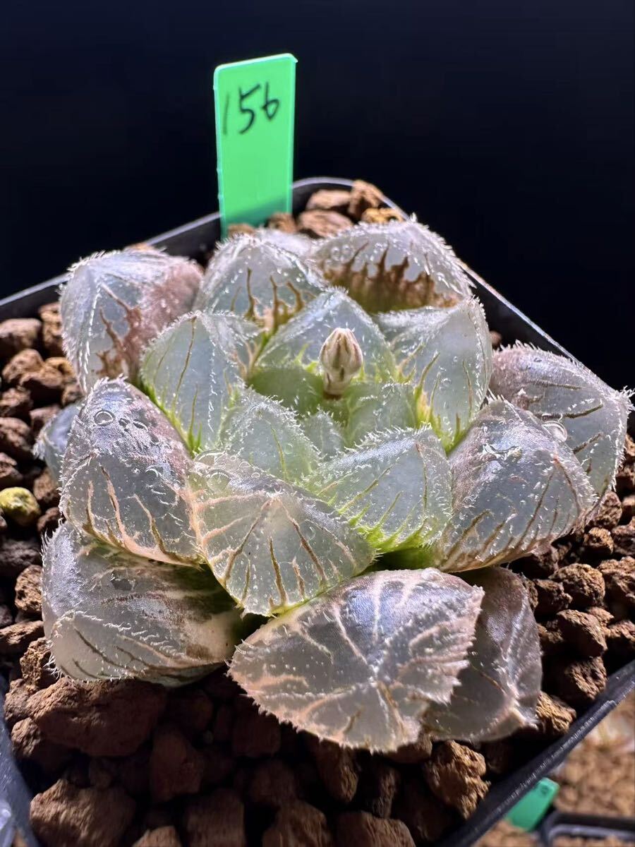 156 多肉植物 ハオルチア　銀オブツーサ錦　自家繁殖　抜き苗発送