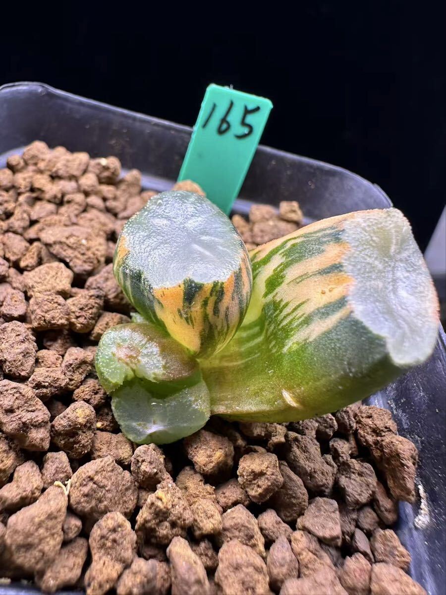 165 多肉植物 ハオルチア　白磁万象錦　自家繁殖　抜き苗発送