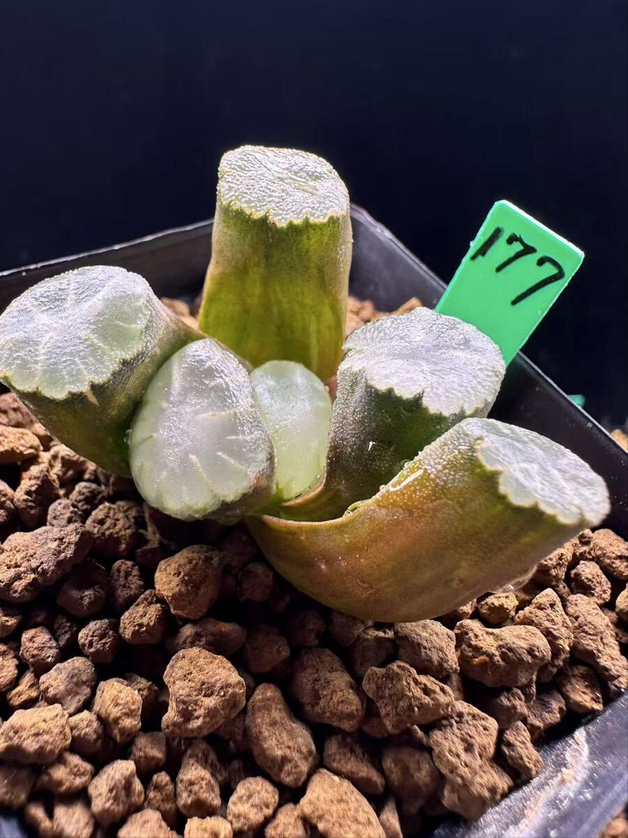 177 多肉植物 ハオルチア　万象錦　自家繁殖　抜き苗発送