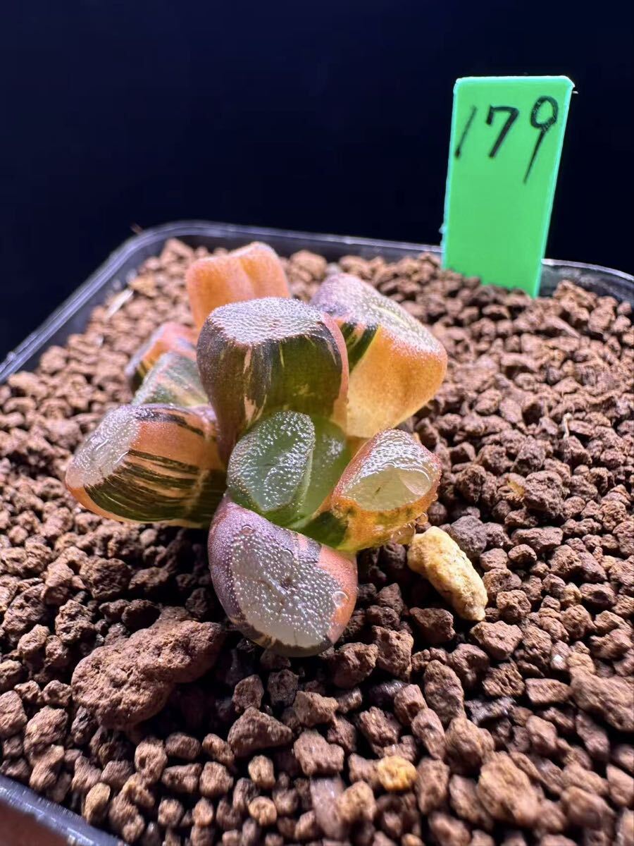179 多肉植物 ハオルチア　ライン湖万象錦　自家繁殖　抜き苗発送