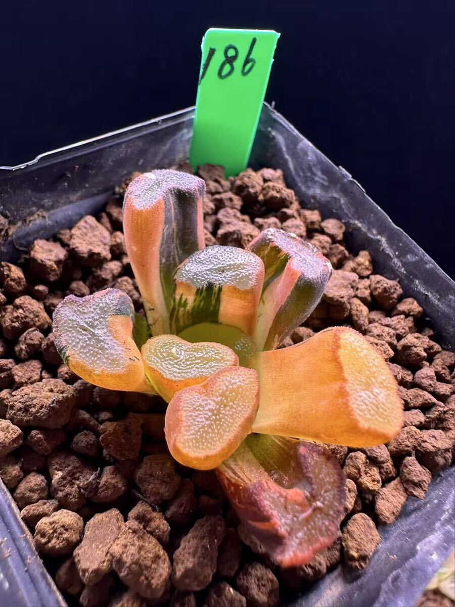 186 多肉植物 ハオルチア　ライン湖万象錦　自家繁殖　抜き苗発送