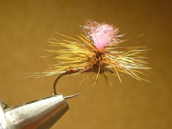 早春、尺実績コカゲとミッジ、イエローサリー、アダムス、オオクマセット