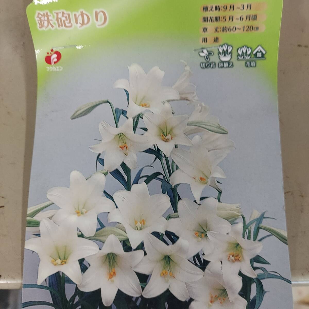 ♪送料無料　お買い得！福花園種苗　鉄砲ゆり　花壇、鉢植え、切花に　鉄砲ユリ　特大球　2球入り