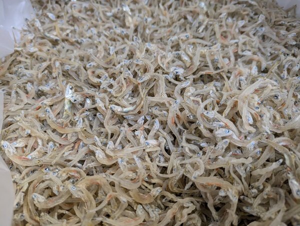 [海の棚　特売]　新物! 大分県産ちりめん 約500g乾燥ok　赤腹