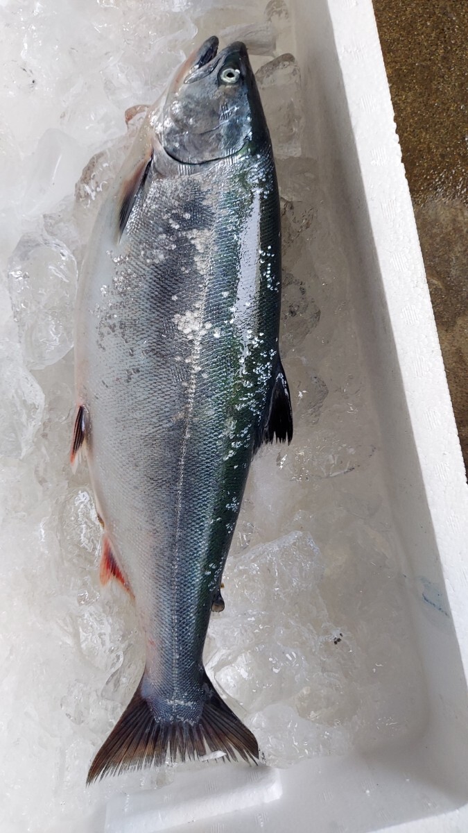 サクラマス35cm 600g1匹1148円即決