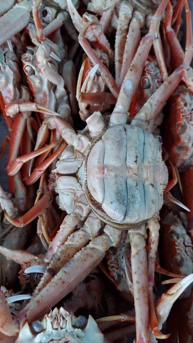 大型子持ちズワイガニ250g1匹998円即決