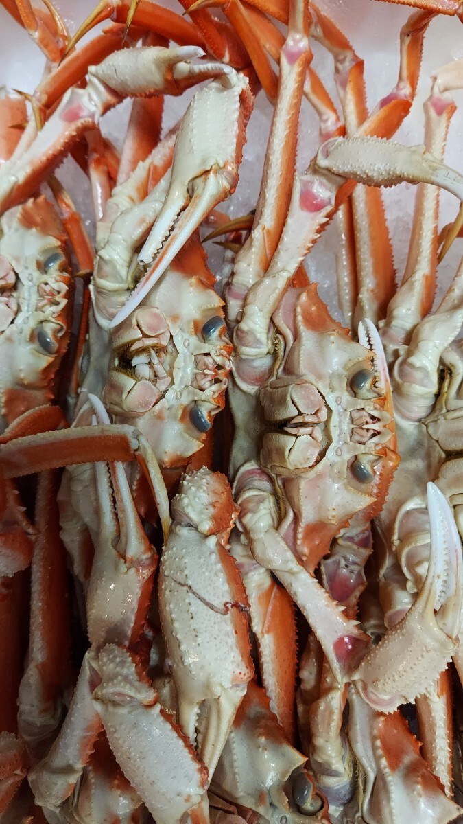 お花見セール大型ズワイガニ38cm 4匹入り1500g箱3498円即決