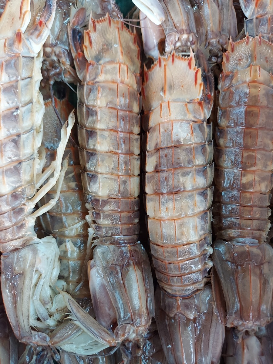 お花見セール青森シャコエビ雌混じり10匹セット2980円即決