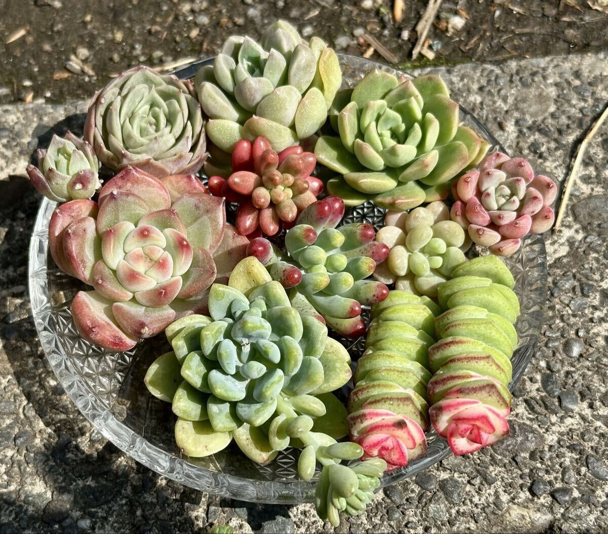 200円〜「多肉植物　カット苗セット」多種類あり＊お得♪色々あり・寄せ植えに(*^^*)紅葉中です