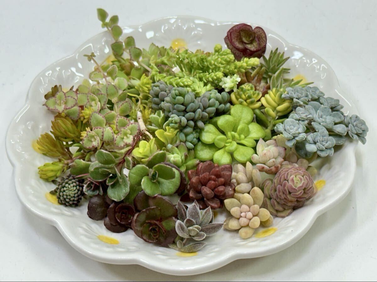 200円〜「多肉植物　NEWセダムカット苗セット」多種類あり＊お得♪成長期＊寄せ植えに(*^^*)おまけ付き＊紅葉中