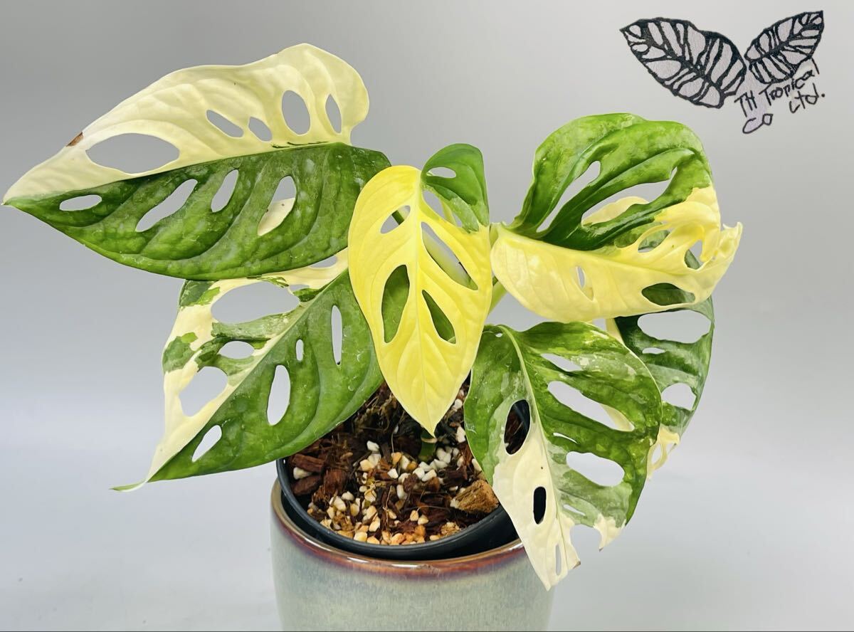 「789」Monstera Adansonii Variegata マドカズラ　斑入り　モンステラ アダンソニー　斑入り