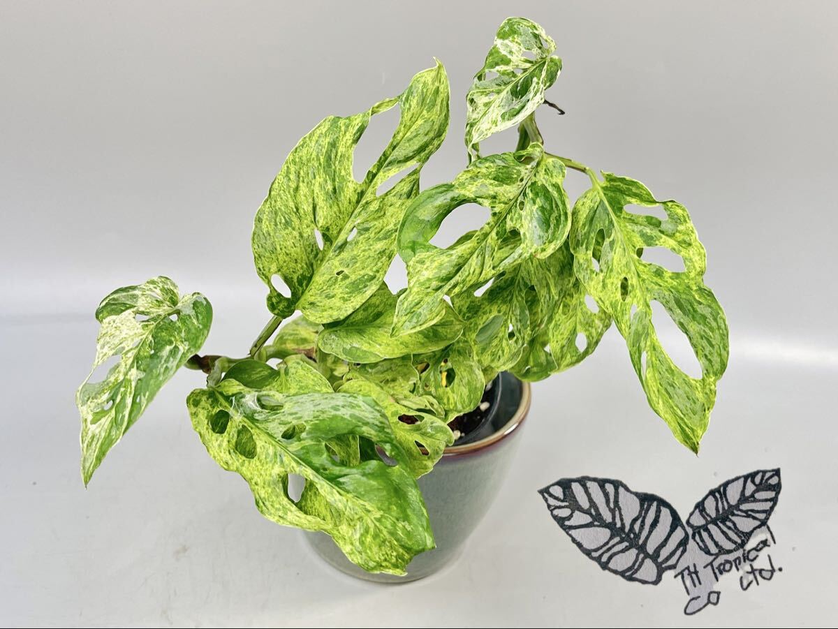 「867」 2株付き　Monstera Laniata Mottled モンステラ　ラニアタ　モトルド　 Variegata 斑入り
