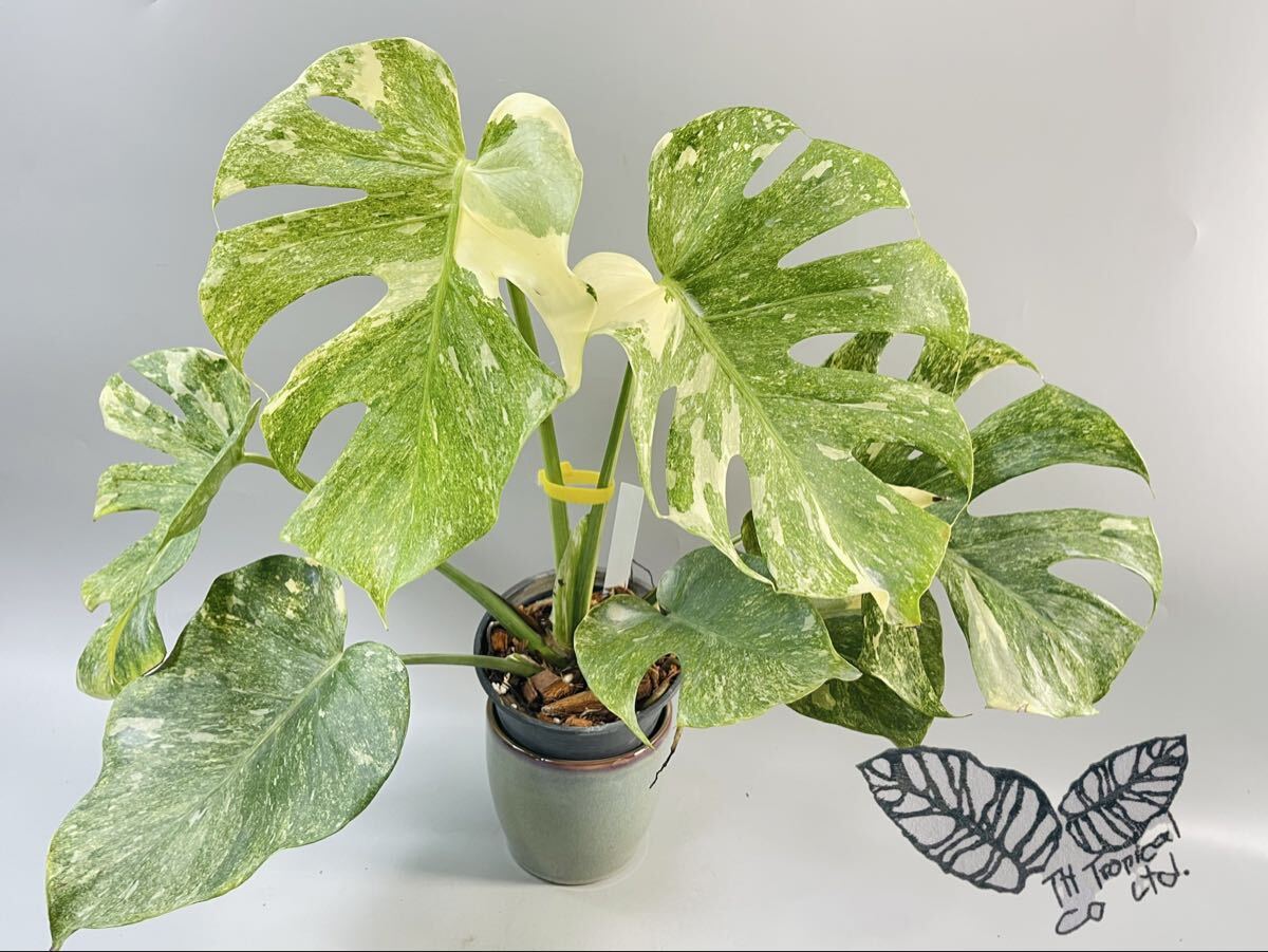 「008」モンステラ デリシオーサ “プラチナム” Monstera deliciosa platinum variegated 