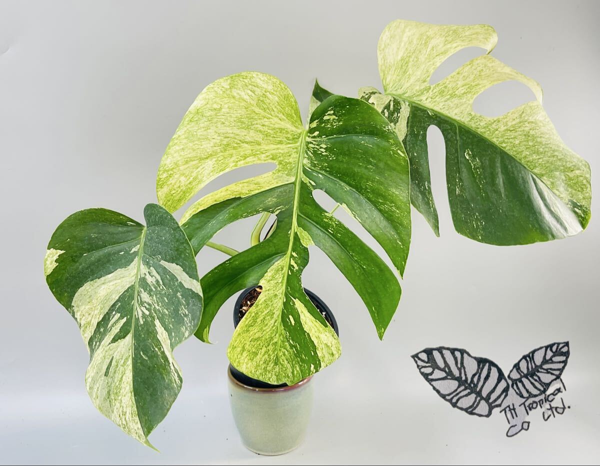 「286」　モンステラ ボルシギアナ ミント　斑入り　Monstera Borsigiana Mint Variegated