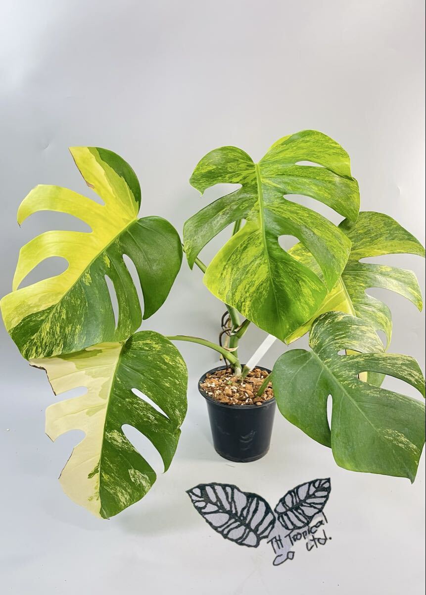 「676」モンステラ　ボルシギアナ　オーレア 斑入り Monstera borsigiana Aurea Variegata