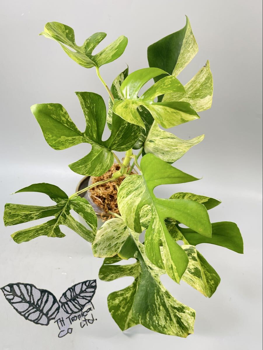 「370」Rhaphidophora tetrasperma MIGMA ラフィドフォラ テトラスペルマ ミグマ 斑入り ヒメモンステラ　