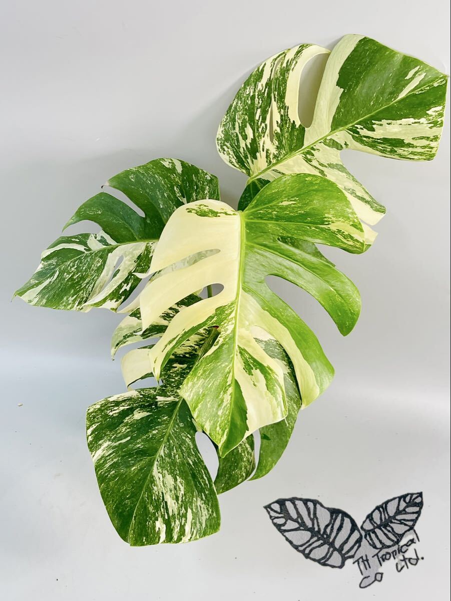 「339」 オランダ産　MONSTERA ALBO BORSIGIANA VARIEGATA 白斑　モンステラ アルボ ボルシギアナ　斑入り