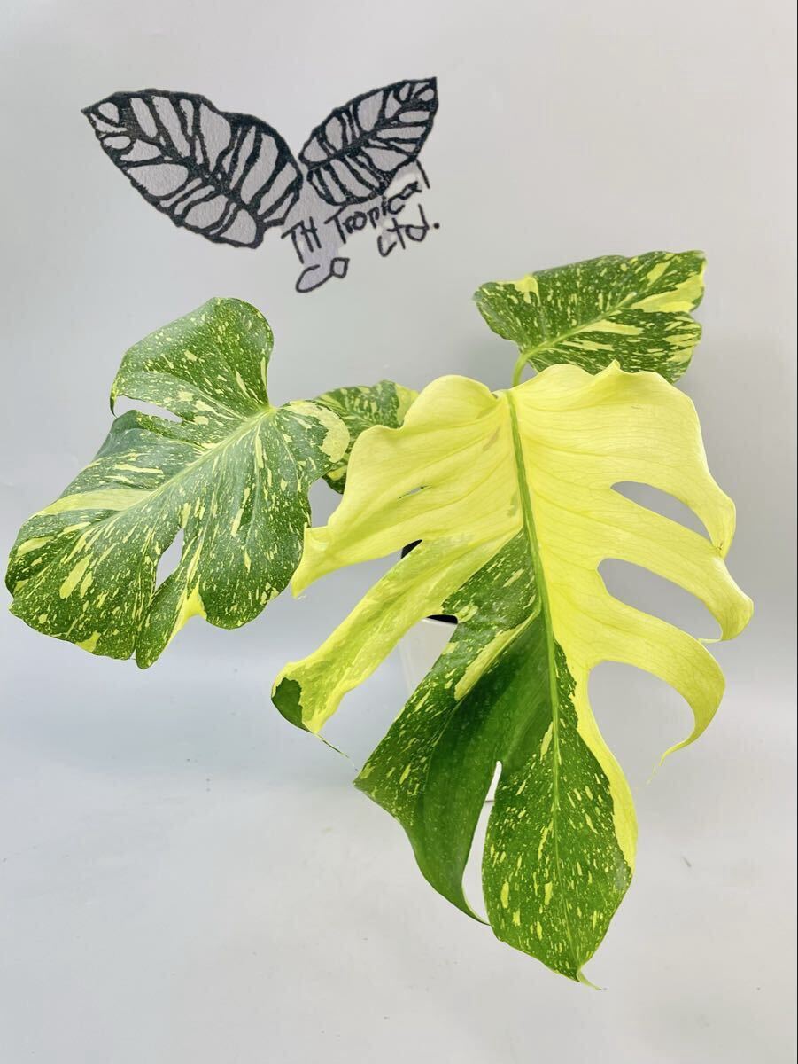「733」Monstera deliciosa “Electrolyte KING” (ElectroLight) モンステラ・デリシオーサ ‘エレクトロライトキング’ 斑入り
