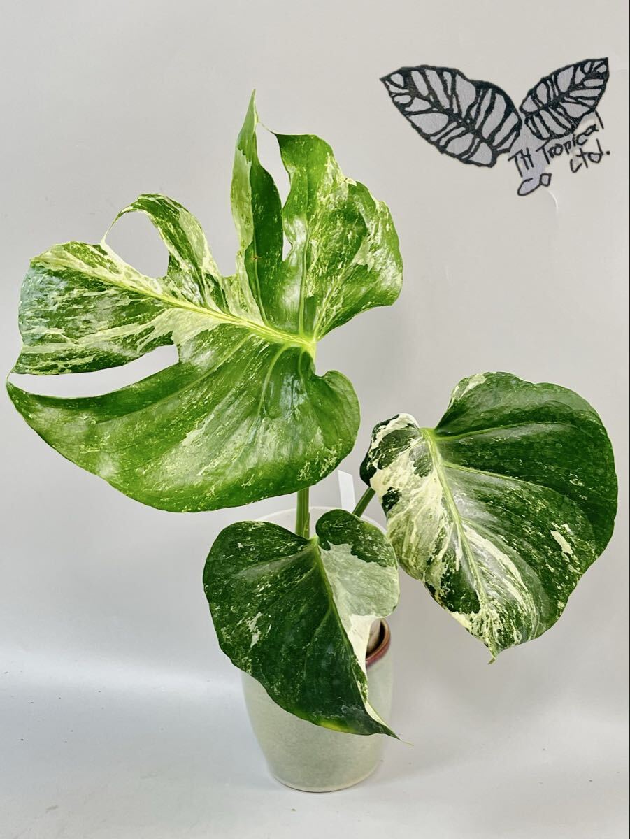 「373」モンステラ デリシオーサ オーシャンミント株 Monstera Deliciosa Ocean Mint Variegata 斑入り