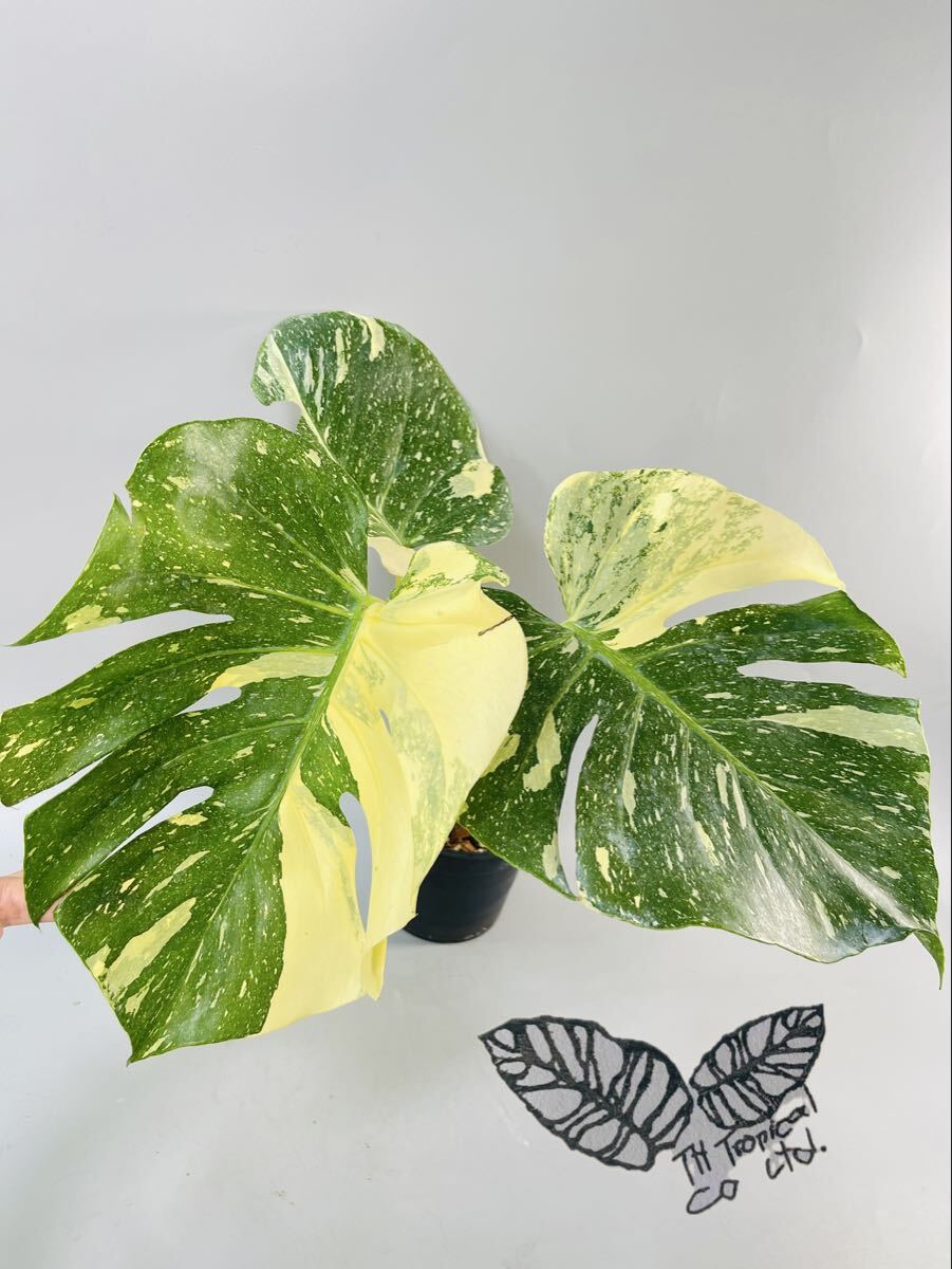 「606」モンステラ デリシオーサ タイコンステレーション 斑入り Monstera Thai Constellation Variegata 