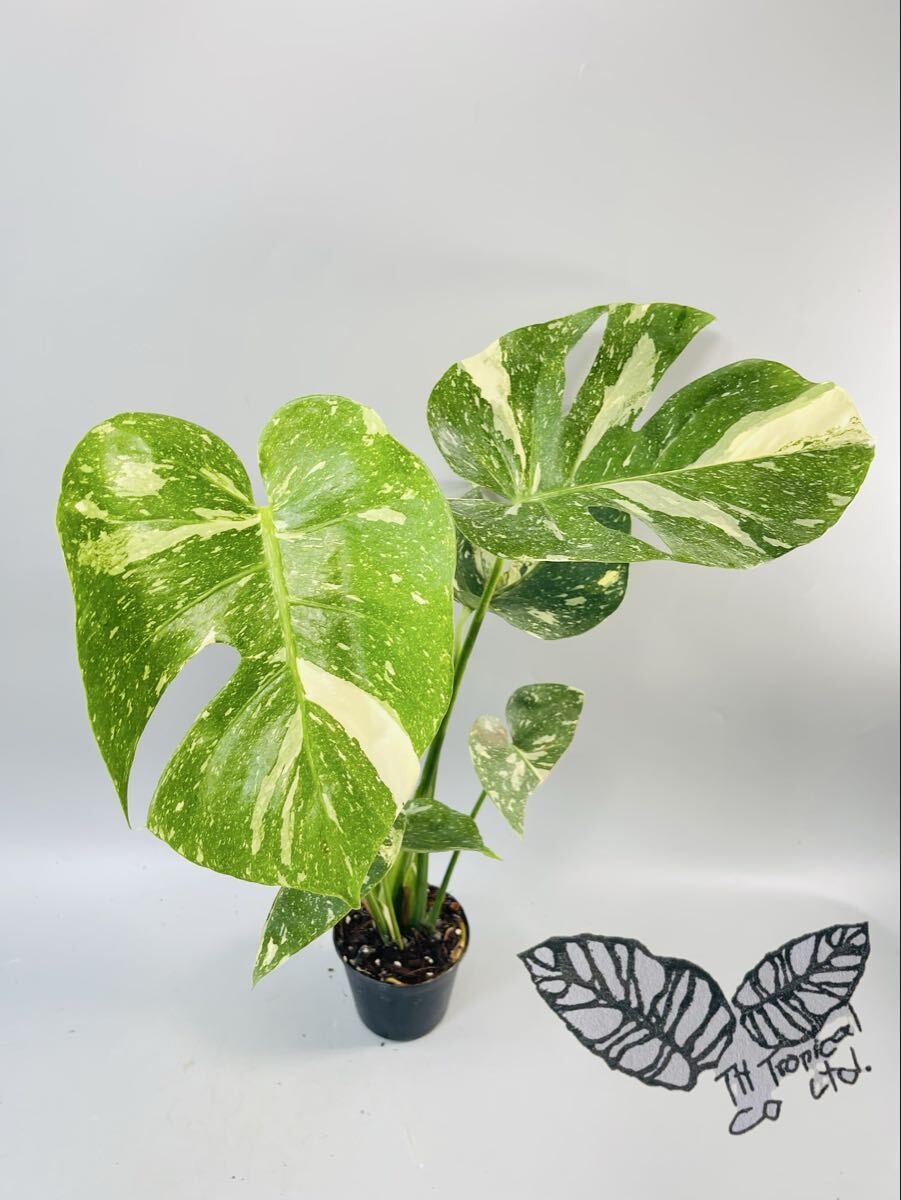 「677」モンステラ デリシオーサ タイコンステレーション 斑入り Monstera Thai Constellation Variegata 