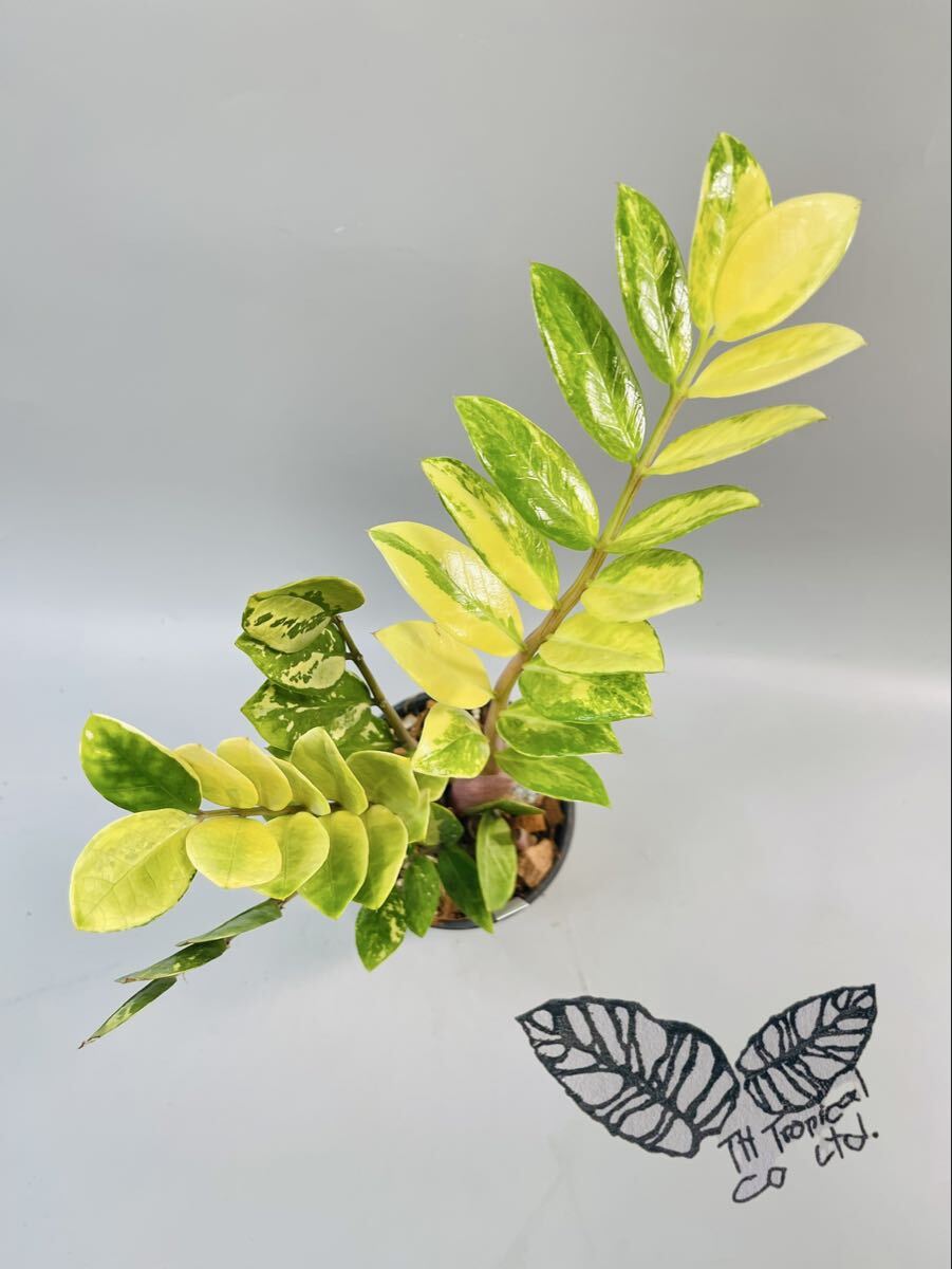「454」子株付き　ザミオクルカス ザミーフォリア 斑入りZZ plant Variegated (Zamioculcas Zamiifolia) 観葉植物